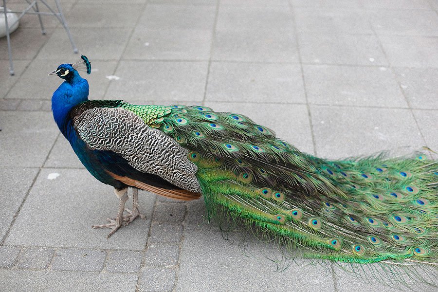 IMG_7509