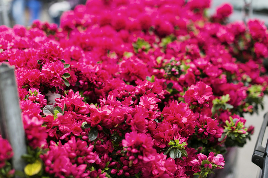 Park-Cube_Columbia-road-flower-market_19