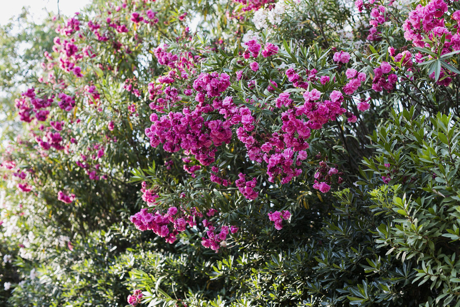 Park-and-Cube_Forte-Village-1_18