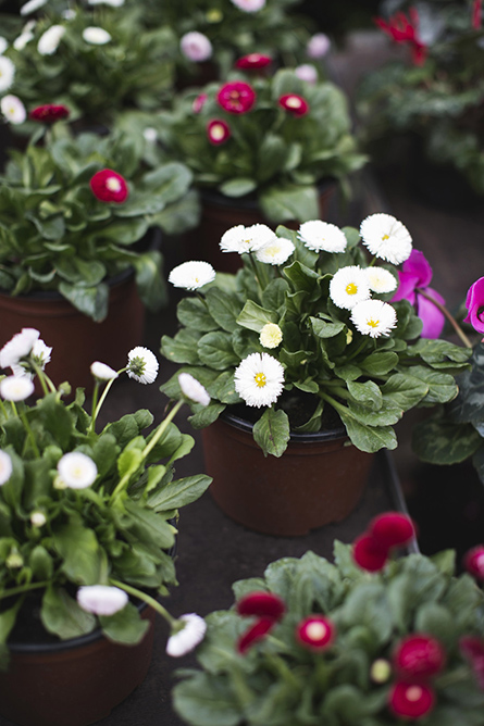 ParkandCube_Flower-Market-Spring_12