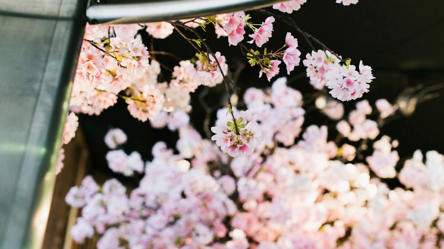 Park-and-Cube_Sake-no-Hana_014