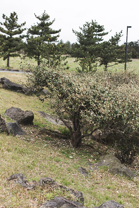 Park-and-Cube_AMOREPACIFIC-Jeju_010