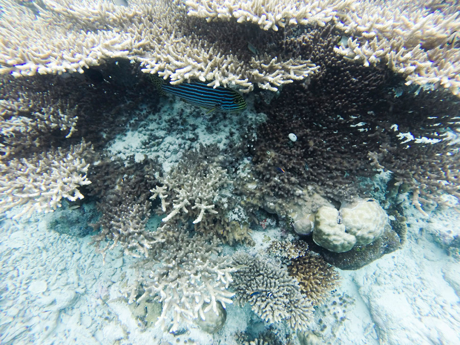 Park-and-Cube_Maldives-Snorkeling_04_1